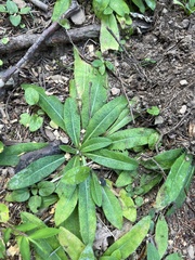 Pilosella caespitosa