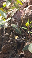 Argiope radon