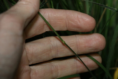 Panicum effusum