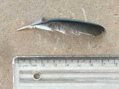Thraupis sayaca
