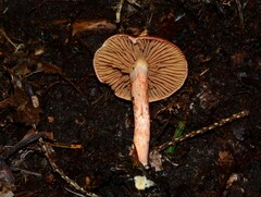 Cortinarius bolaris
