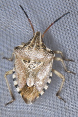 Codophila varia