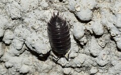 Porcellio obsoletus