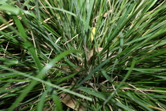 Panicum effusum
