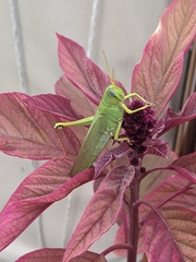 Schistocerca shoshone