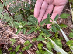 Croton glandulosus septentrionalis