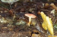 Cortinarius bolaris