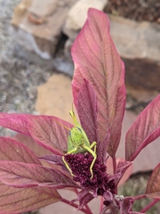 Schistocerca shoshone