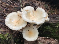 Neolentinus lepideus