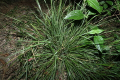 Panicum effusum