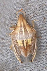 Aelia rostrata