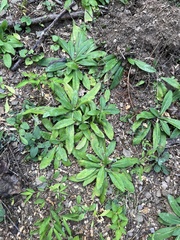 Pilosella caespitosa