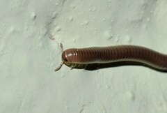 Pachyiulus flavipes