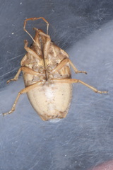 Aelia rostrata