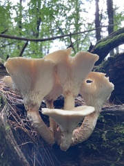 Neolentinus lepideus