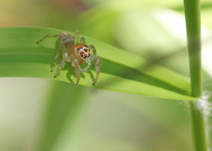 Salticinae