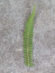 Thelypteris palustris