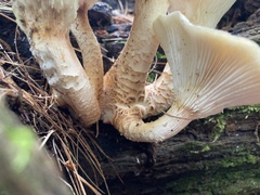 Neolentinus lepideus