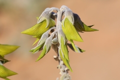 Crotalaria cunninghamii