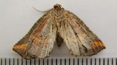 Metanema determinata