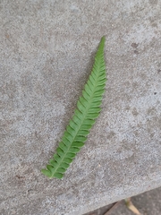 Thelypteris palustris