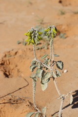 Crotalaria cunninghamii