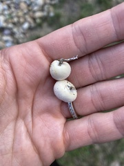 Lycoperdaceae
