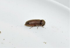 Oligomerus ptilinoides