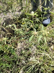 Croton glandulosus septentrionalis