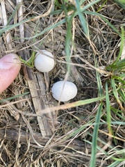 Lycoperdaceae
