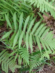 Thelypteris palustris