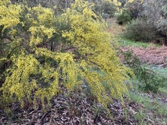 Acacia acinacea