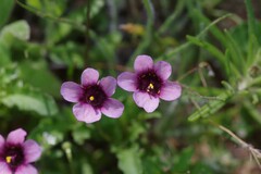 Diascia