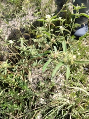 Croton glandulosus septentrionalis