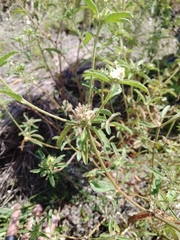 Croton glandulosus septentrionalis