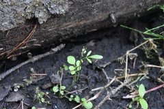 Cardamine pensylvanica