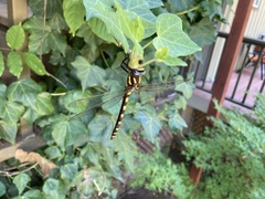 Cordulegaster dorsalis