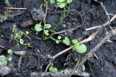 Cardamine pensylvanica