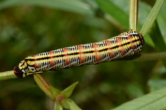 Eumorpha fasciatus