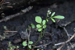 Cardamine pensylvanica