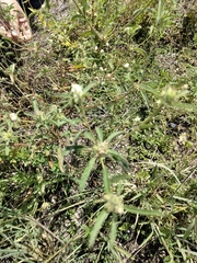 Croton glandulosus septentrionalis