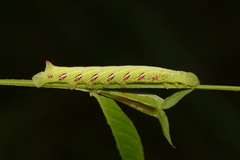 Eumorpha fasciatus