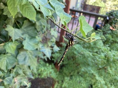 Cordulegaster dorsalis