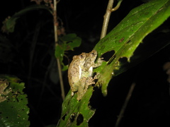 Scinax pedromedinae