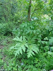 Heracleum mantegazzianum