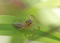 Salticinae