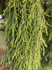 Dacrydium cupressinum