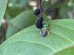 Agapostemon poeyi
