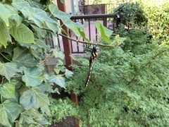 Cordulegaster dorsalis