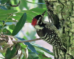 Dryobates nuttallii